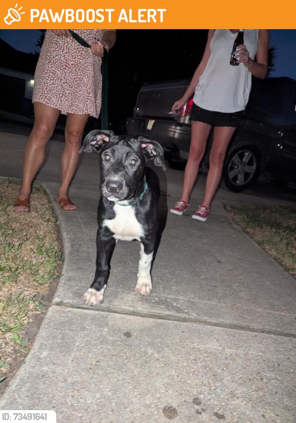 Found/Stray Female Dog last seen Park, Montgomery County, TX 77318