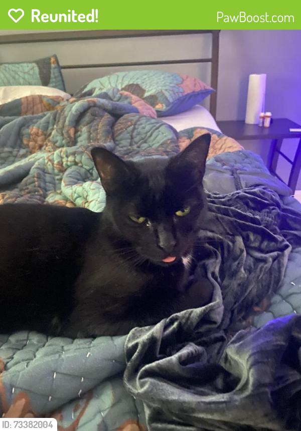 Reunited Female Cat last seen North and Fulton, Daytona Beach, FL 32114