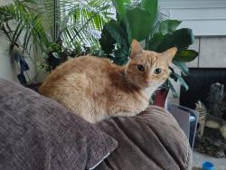 Lost Male Cat last seen Bell Rd and Mills Rd, Nashville, TN 37076