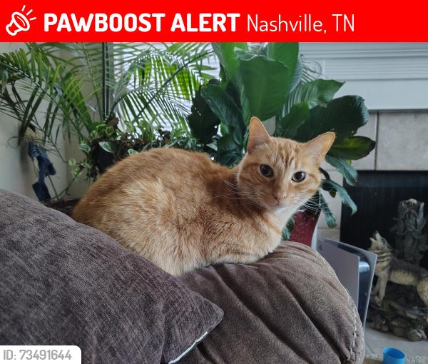 Lost Male Cat last seen Bell Rd and Mills Rd, Nashville, TN 37076