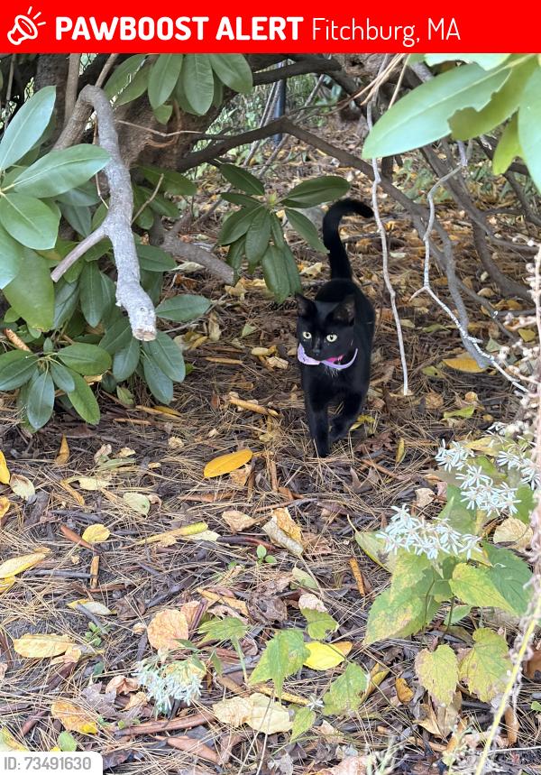 Lost Female Cat last seen Hancock Street & Summer Street, Fitchburg, MA 01420