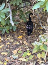 Lost Female Cat last seen Hancock Street & Summer Street, Fitchburg, MA 01420