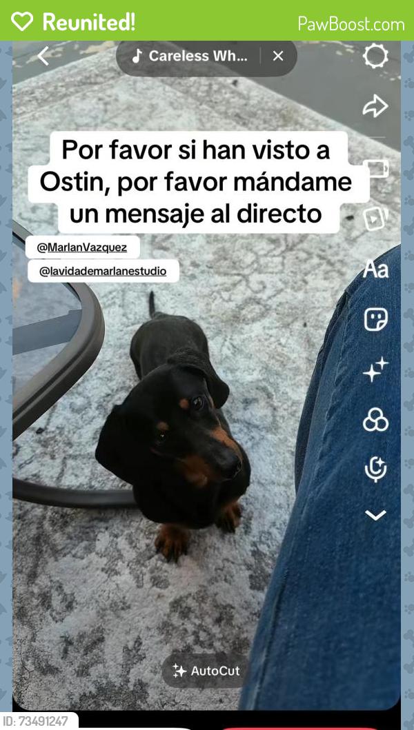 Reunited Male Dog last seen Near NW 190th St, Miami Gardens, FL 33055, USA, Miami Gardens, FL 33055