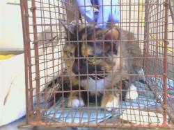 Shelter Stray Female Cat last seen CHESNUT AVE/GREENBACK LN, 95662, 3839 Bradshaw Rd, Sacramento, CA 95827, USA