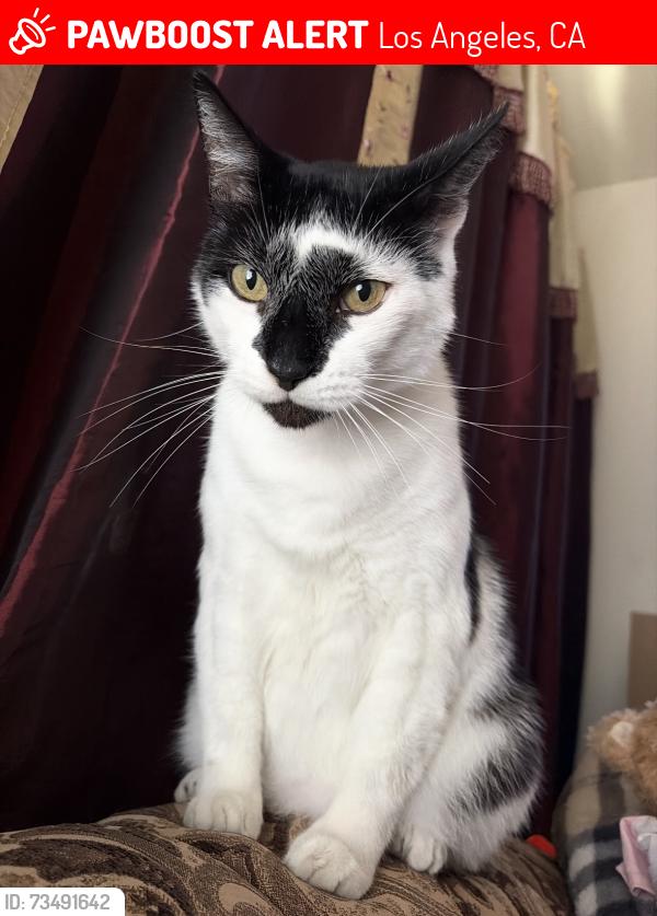 Lost Male Cat last seen Stagg Street Elementary School, Los Angeles, CA 91406