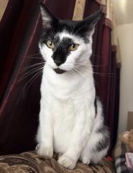 Lost Male Cat last seen Stagg Street Elementary School, Los Angeles, CA 91406
