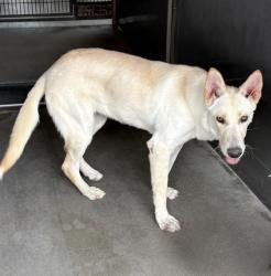Shelter Stray Female Dog last seen Near BLOCK N CRISTY AVE, 333 Chandler Pl, San Bernardino, CA 92408, USA