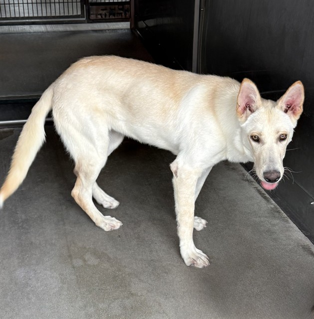 Shelter Stray Female Dog last seen Near BLOCK N CRISTY AVE, 333 Chandler Pl, San Bernardino, CA 92408, USA