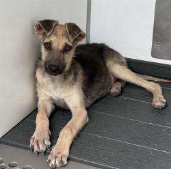 Shelter Stray Female Dog last seen N G ST & W EVANS ST, SAN BERNARDINO, CA, 92405, USA, 333 Chandler Pl, San Bernardino, CA 92408, USA