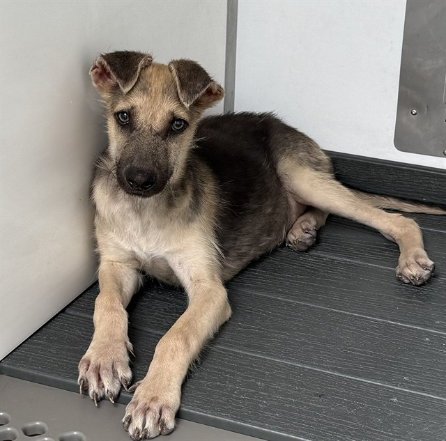 Shelter Stray Female Dog last seen N G ST & W EVANS ST, SAN BERNARDINO, CA, 92405, USA, 333 Chandler Pl, San Bernardino, CA 92408, USA