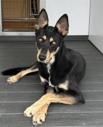 Shelter Stray Male Dog last seen E P MOUNT DR X WILLOW DR, 333 Chandler Pl, San Bernardino, CA 92408, USA