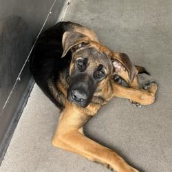 Shelter Stray Male Dog last seen Near BLOCK S WILLOW AVE, 333 Chandler Pl, San Bernardino, CA 92408, USA