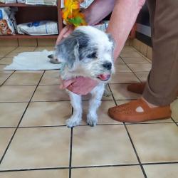 Reunited Male Dog last seen Highlands Park, Pittsburg, CA 94509