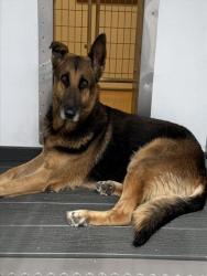 Shelter Stray Male Dog last seen FOGG ST X S RANCHO AVE, 333 Chandler Pl, San Bernardino, CA 92408, USA