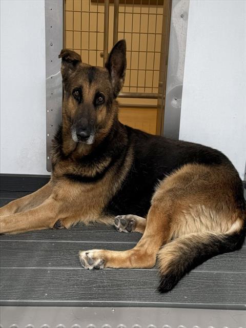 Shelter Stray Male Dog last seen FOGG ST X S RANCHO AVE, 333 Chandler Pl, San Bernardino, CA 92408, USA