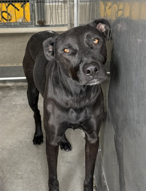 Shelter Stray Female Dog last seen VALLEY AND RIVERSIDE AVE, 333 Chandler Pl, San Bernardino, CA 92408, USA