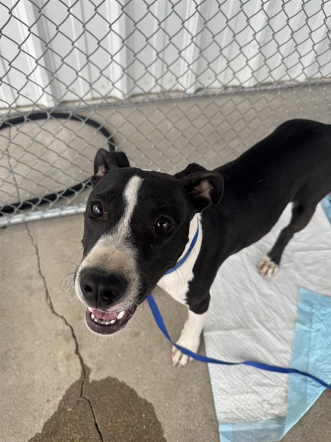 Shelter Stray Male Dog last seen Near BLOCK NILES ST, BAKERSFIELD CA 93306, 3951 Fruitvale Ave, Bakersfield, CA 93308, USA