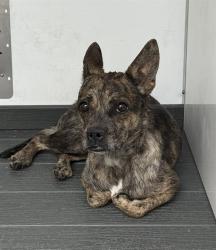 Shelter Stray Female Dog last seen Near BLOCK APPLE CT, 333 Chandler Pl, San Bernardino, CA 92408, USA