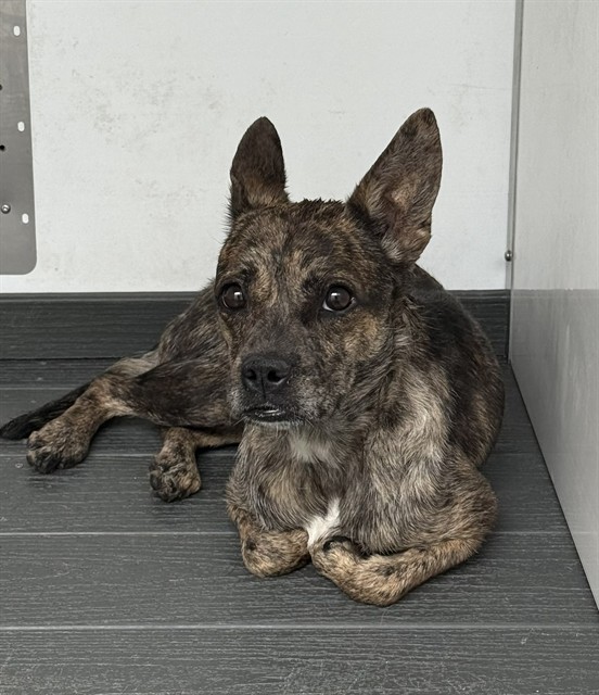 Shelter Stray Female Dog last seen Near BLOCK APPLE CT, 333 Chandler Pl, San Bernardino, CA 92408, USA