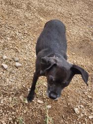 Found/Stray Male Dog last seen Valley forge ave, Las Vegas, NV 89110