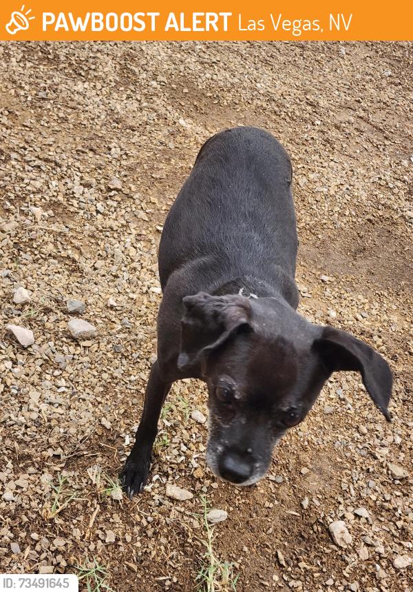 Found/Stray Male Dog last seen Valley forge ave, Las Vegas, NV 89110