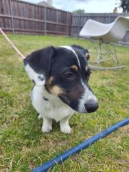 Reunited Female Dog last seen Cherry Hill Ln, Lewisville, TX 75067, USA, Lewisville, TX 75067