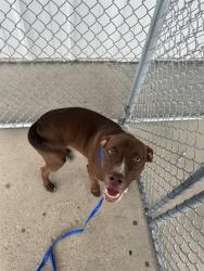 Shelter Stray Female Dog last seen Near BLOCK BRISTOL AVE, BAKERSFIELD CA 93308, 3951 Fruitvale Ave, Bakersfield, CA 93308, USA