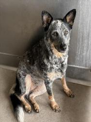 Shelter Stray Female Dog last seen Near BLOCK SLOVER AVE, 333 Chandler Pl, San Bernardino, CA 92408, USA