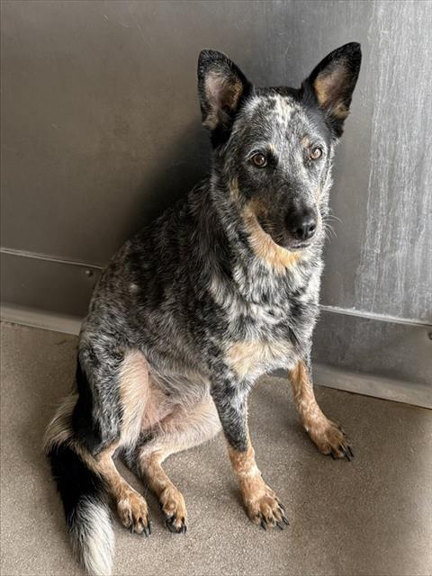 Shelter Stray Female Dog last seen Near BLOCK SLOVER AVE, 333 Chandler Pl, San Bernardino, CA 92408, USA
