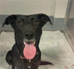 Shelter Stray Female Dog last seen Near, 5001 E Raymond St, Indianapolis, IN 46203, USA
