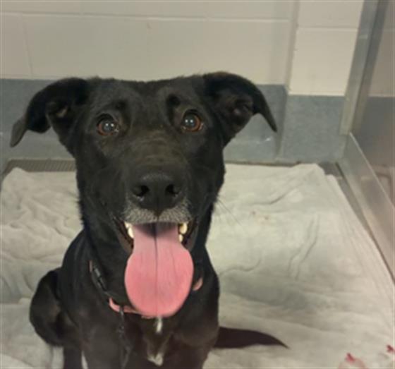 Shelter Stray Female Dog last seen Near, 5001 E Raymond St, Indianapolis, IN 46203, USA