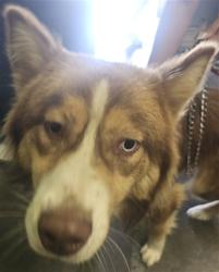 Shelter Stray Male Dog last seen , 1850 W 60th St, Los Angeles, CA 90047, USA