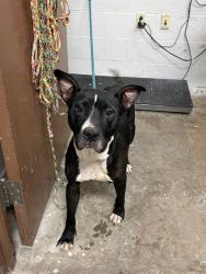 Shelter Stray Female Dog last seen Near BLOCK ROANOKE DR,63121, 10521 Baur Blvd, Olivette, MO 63132, USA