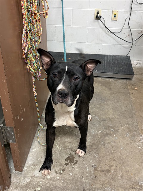 Shelter Stray Female Dog last seen Near BLOCK ROANOKE DR,63121, 10521 Baur Blvd, Olivette, MO 63132, USA