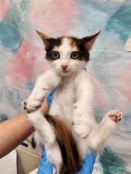 Shelter Stray Female Cat last seen MARANELLO DR / ENZO WAY, 9150 Union Park Way, Elk Grove, CA 95624, USA