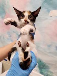 Shelter Stray Female Cat last seen MARANELLO DR / ENZO WAY, 9150 Union Park Way, Elk Grove, CA 95624, USA