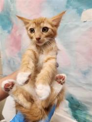 Shelter Stray Male Cat last seen MARANELLO DR / ENZO WAY, 9150 Union Park Way, Elk Grove, CA 95624, USA