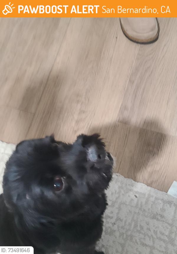 Found/Stray Male Dog last seen Parkside drive, San Bernardino, CA 92404