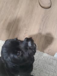 Found/Stray Male Dog last seen Parkside drive, San Bernardino, CA 92404