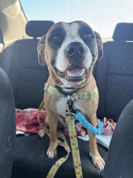 Shelter Stray Female Dog last seen Near BLOCK RAINBOW DR, 3528 Newburg Rd, Louisville, KY 40218, USA