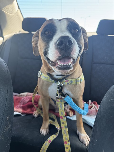 Shelter Stray Female Dog last seen Near BLOCK RAINBOW DR, 3528 Newburg Rd, Louisville, KY 40218, USA