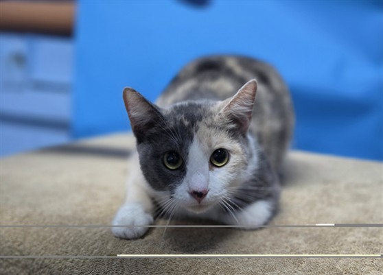 Shelter Stray Female Cat last seen , 216 W Victoria St, Gardena, CA 90248, USA