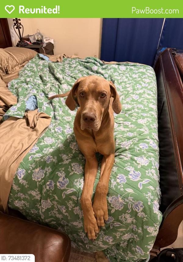 Reunited Male Dog last seen Louisiana St, Manvel, TX 77578
