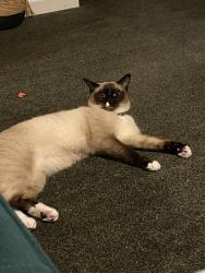 Reunited Male Cat last seen Behind CVS and Aldi, Wilmington, NC 28409