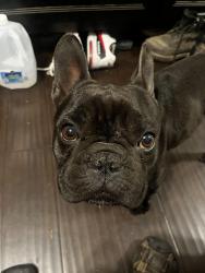 Reunited Male Dog last seen El Molino and Main St, Alhambra, CA 91801
