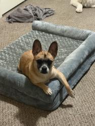 Reunited Female Dog last seen Vanowen st, Los Angeles, CA 91405