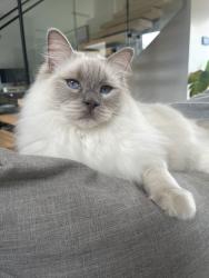 Reunited Female Cat last seen 3/7 Mihil St, Preston, Preston, VIC 3072