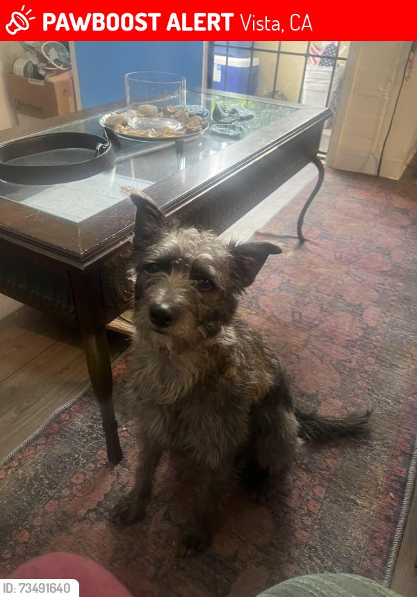 Lost Female Dog last seen Emerald, Vista, CA 92083