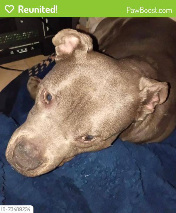 Reunited Male Dog last seen St. Mary's ave, Staten Island, NY 10305