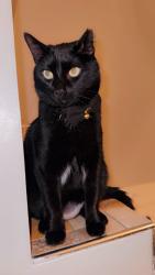 Reunited Male Cat last seen Old Plank Rd, High Point we belive he got out from the back door heading to the bushes, High Point, NC 27265